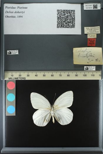 Media type: image;   Entomology 16619